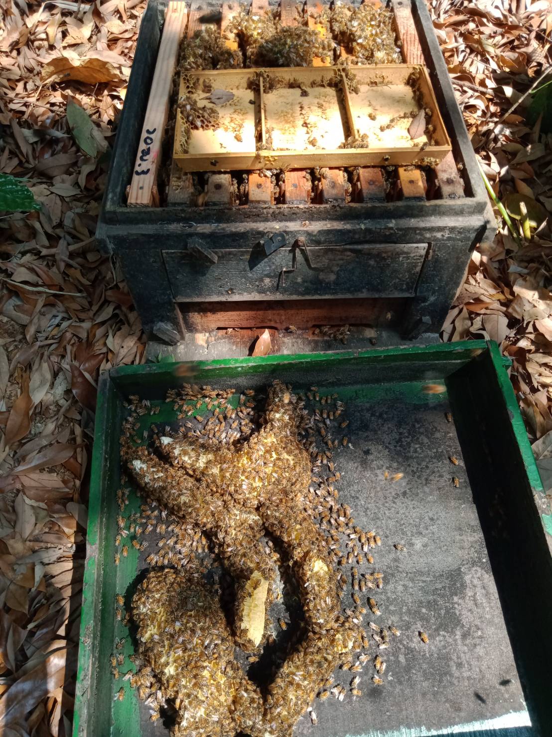 新竹蜂蜜